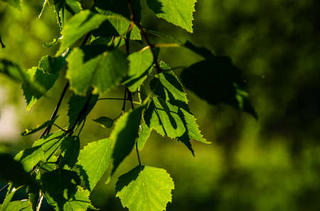 juicy green birch leaf. A warm summer morning.の写真素材