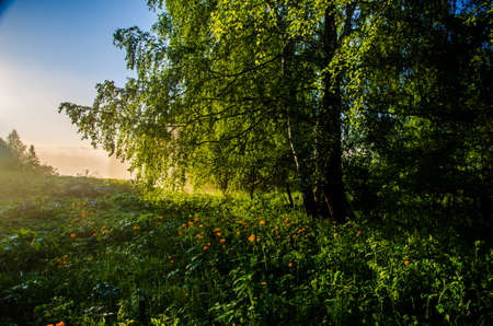 Birch grove at dawn. A warm summer morning. Fields and meadows with green grassの写真素材