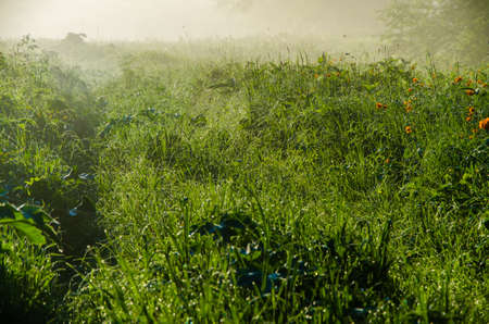 early morning. forest hiding in the fog. forest pathの写真素材