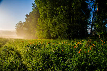 Birch grove at dawn. A warm summer morning. Fields and meadows with green grassの写真素材