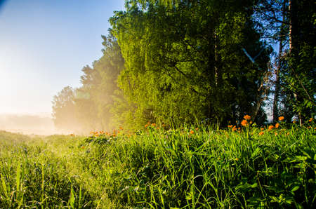Birch grove at dawn. A warm summer morning. Fields and meadows with green grassの写真素材