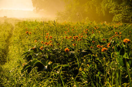 early morning. forest hiding in the fog. forest pathの写真素材