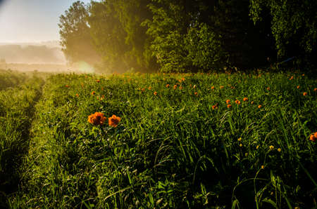 early morning. forest hiding in the fog. forest pathの写真素材