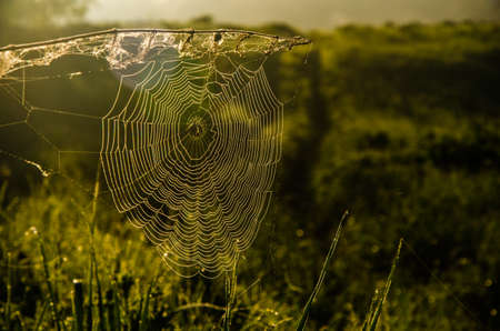 cobwebs in the morning mist. Juicy greens.の写真素材