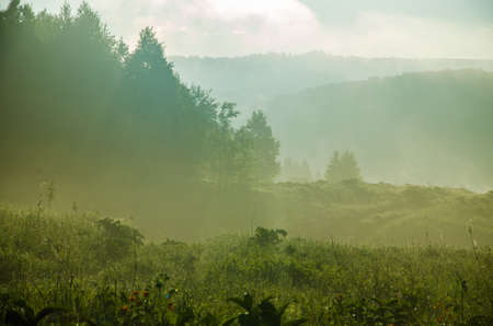 Birch grove at dawn. A warm summer morning. Fields and meadows with green grassの写真素材