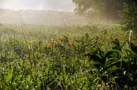The sun's rays pass through the lush greenery. in the morning mist and dew.の写真素材