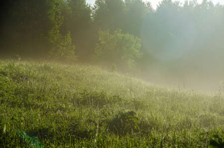 Birch grove at dawn. A warm summer morning. Fields and meadows with green grassの写真素材