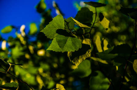 juicy green birch leaf. A warm summer morning.の写真素材