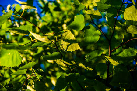 juicy green birch leaf. A warm summer morning.の写真素材