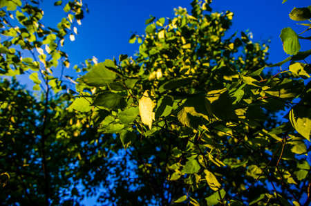 juicy green birch leaf. A warm summer morning.の写真素材