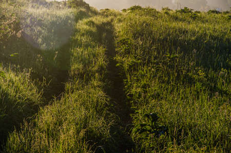early morning. forest hiding in the fog. forest pathの写真素材