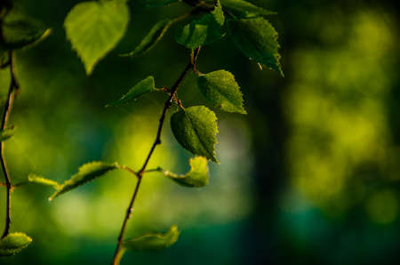 juicy green birch leaf. A warm summer morning.の写真素材