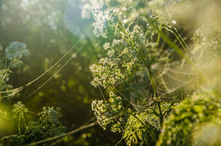yarrow flower in the morning frostの写真素材