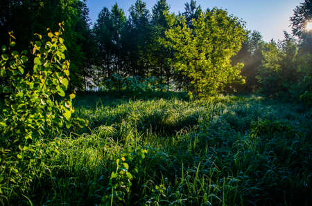 Birch grove at dawn. A warm summer morning. Fields and meadows with green grassの写真素材
