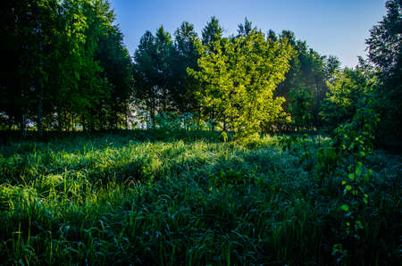 Birch grove at dawn. A warm summer morning. Fields and meadows with green grassの写真素材
