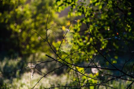 Birch grove at dawn. A warm summer morning. Fields and meadows with green grassの写真素材