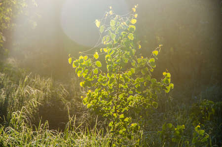 Birch grove at dawn. A warm summer morning. Fields and meadows with green grassの写真素材