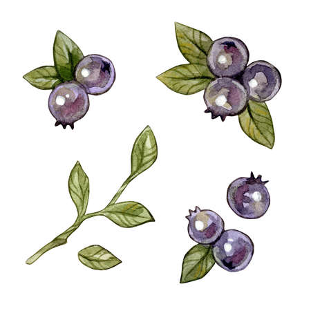 Set of watercolor illustration with blueberries. Isolated on white background.の写真素材