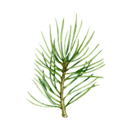 Christmas tree branch. Watercolor illustration isolated on white background. New year collection of hand drawn illustrations. Can be used in wrapping paper, in greeting cards.の写真素材
