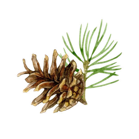 Christmas tree branch with pine cone. Watercolor illustration isolated on white background.の写真素材