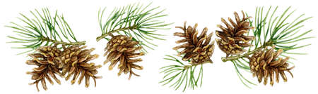 Set of christmas tree branches with pine cones. Watercolor illustration isolated on white background.の写真素材