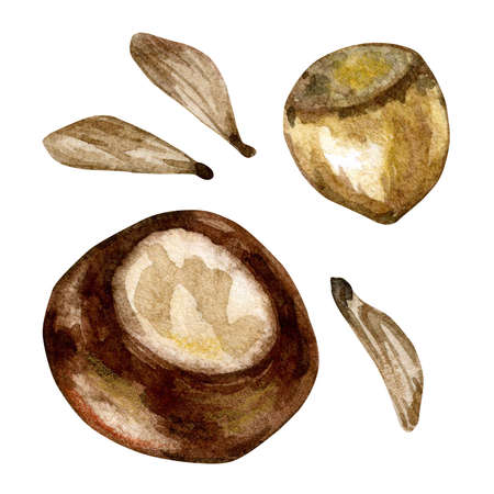 Set of watercolor illustrations of chestnut, hazelnut, and tree seeds. Isolated on a white background. For invitations, greeting cards, wrapping paper, packaging, and more.の写真素材