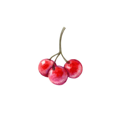 Watercolor illustration of red rowan berries isolated on white background.の写真素材