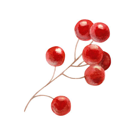 Watercolor illustration of red rowan berries isolated on white background.の写真素材