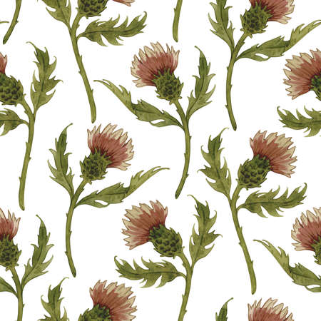 Vintage watercolor pattern with pink thistle. Wild flowers hand drawn illustration. Meadow herbs on white background.の写真素材
