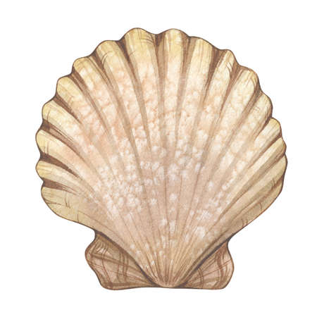 Watercolor illustration with vintage seashell isolated on white background. Marine collection of...