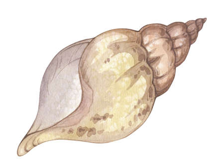 Watercolor illustration with vintage seashell isolated on white background. Marine collection of hand drawn sea shells. Can be used in stickers, textiles, scrapbooking and wrapping paper.の写真素材