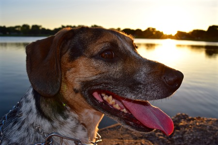 dog at sunsetの写真素材