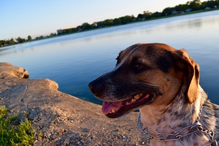 dog at sunsetの写真素材