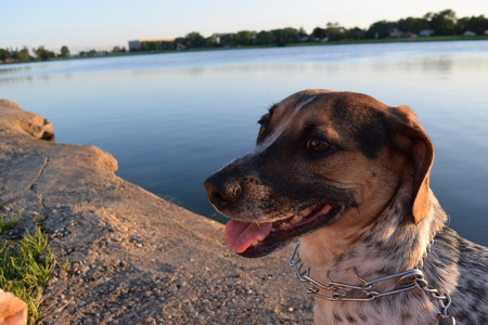 dog at sunsetの写真素材