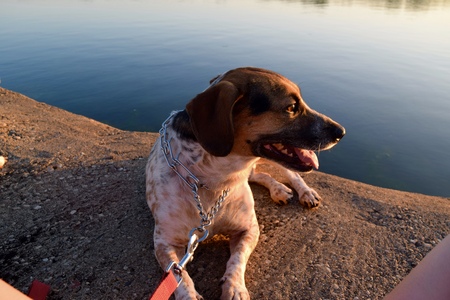dog at sunsetの写真素材
