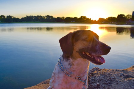 dog at sunsetの写真素材