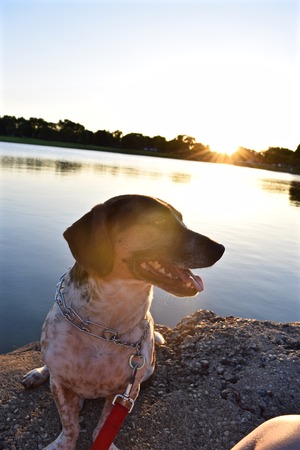 dog at sunsetの写真素材