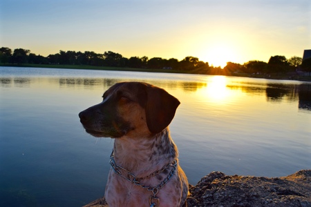 dog at sunsetの写真素材