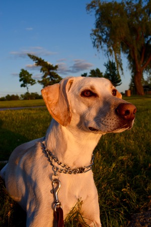 dog at sunsetの写真素材