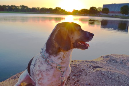 dog at sunsetの写真素材