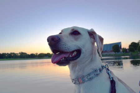 Dog at sunsetの写真素材