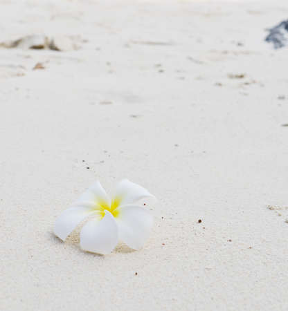Frangipani flower on white sand.の写真素材
