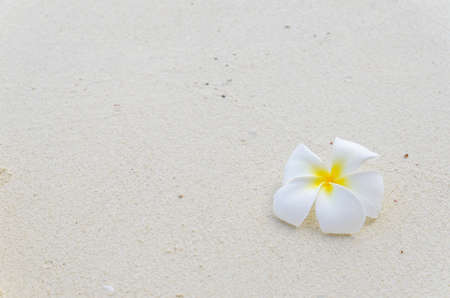 Frangipani flower on white sand.の写真素材