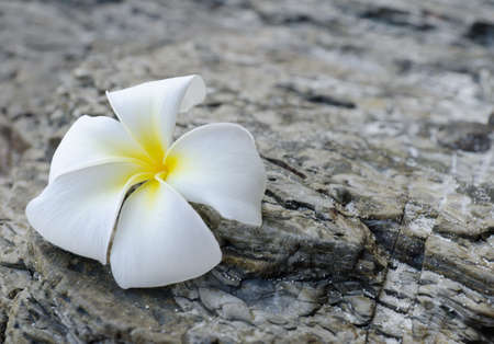 White frangipani on grey rock.の写真素材