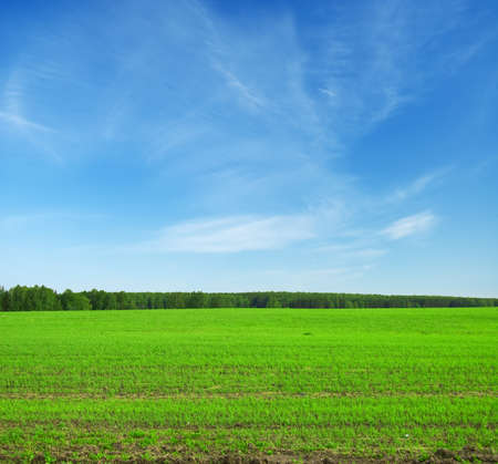 Beautiful summer landscape. Sky and grass.の写真素材