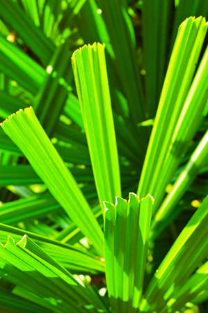 Green summer foliage. Shallow DOF.の写真素材