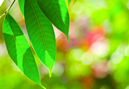 Green summer foliage. Shallow DOF.