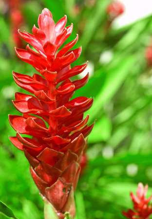 Red ginger flower in sunny day.の写真素材