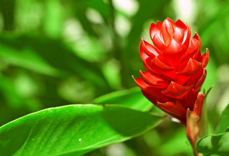 Red ginger flower in sunny day.の写真素材