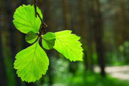 Green leaves in summer forest.の写真素材